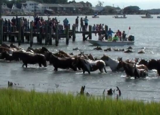 Thousands Turn Out for 94th Annual Chincoteague Pony Swim